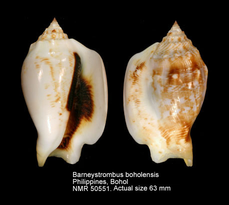 Barneyistrombus boholensis (5).jpg - Barneyistrombus boholensis (Mühlhäusser, 1981)
